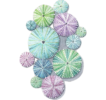 Pegatinas Transparentes